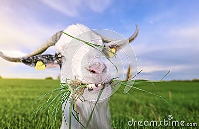 Goat with funny teeth and grass in mouth Stock Photo