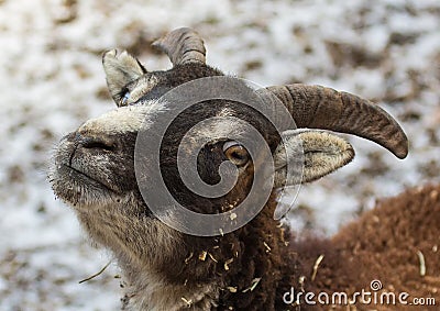 A goat at a german deer park in summer Stock Photo