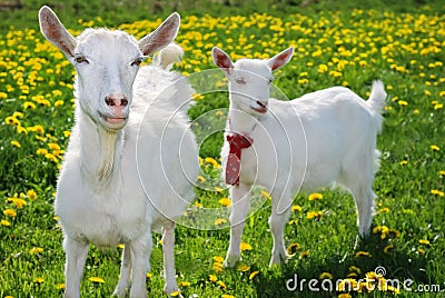 She-goat and goatling Stock Photo