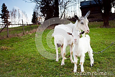 Goat and goatling Stock Photo