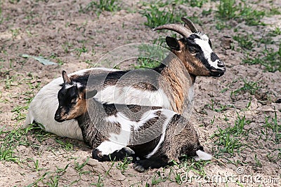 Goat with goatling Stock Photo