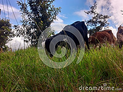 Goat grass hungry Stock Photo