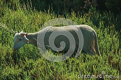 Goat grazing on green sward with bushes Stock Photo
