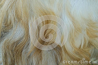 Goat hair abstract tekture and pattern Stock Photo