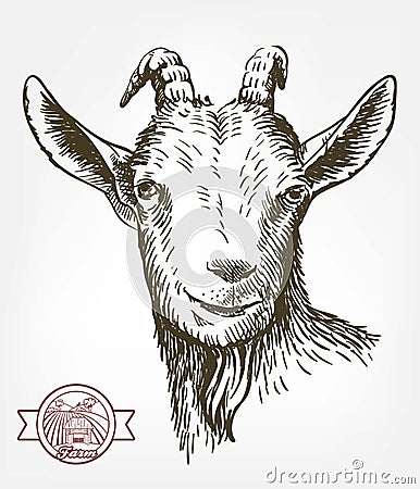 Goat head. livestock. animal grazing. sketch drawn by hand. Vector Illustration