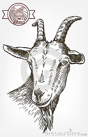 Goat head. livestock. animal grazing. sketch drawn by hand. Vector Illustration