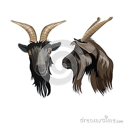 Goat head portrait front and side. Vector Vector Illustration