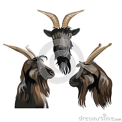 Goat head portrait front and side. Vector Vector Illustration