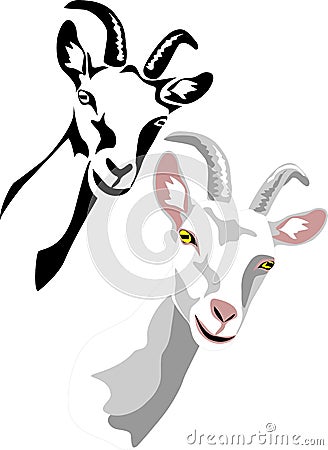 Goat Vector Illustration