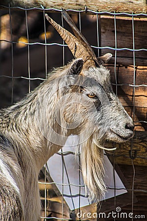 goat in his corral Stock Photo