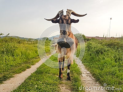 Goat hornes bell one leader standing in a road whith green grass Stock Photo
