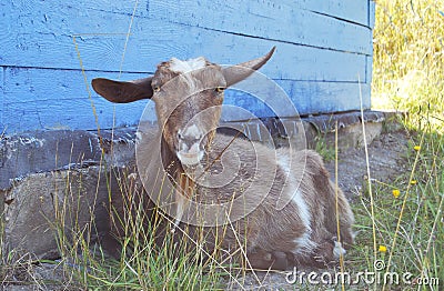 A goat without horns Stock Photo