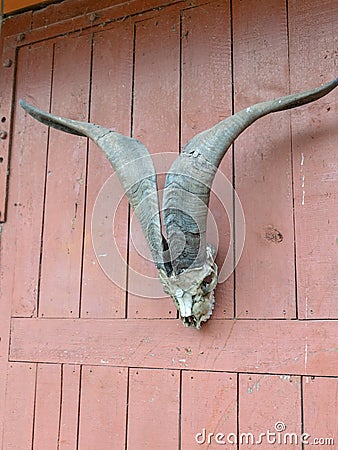 Goat horns at red board door Stock Photo