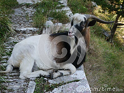 Goat on a path near Kotor, Montenegro Stock Photo