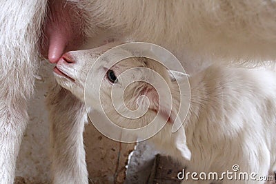 The goat and the kid, the baby goat white goat agriculture animals / Pets goat milk goat farm the tenderness of the udder teats of Stock Photo