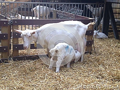 Goat with the kid on a farm on a background of hay Stock Photo