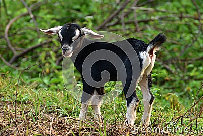 Goat kid Stock Photo