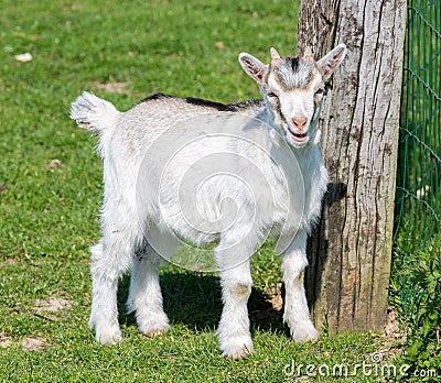 Goat kid Stock Photo