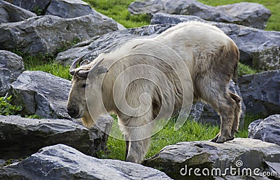 Goat Stock Photo