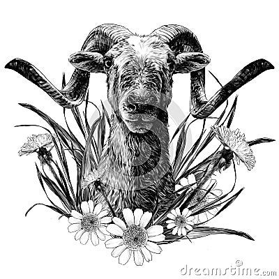 goat with large horns muzzle full face composition decorated with flowers of chamomile and dandelion Vector Illustration