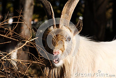 Goat laughs Stock Photo