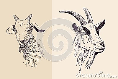 Goat line art Cartoon Illustration