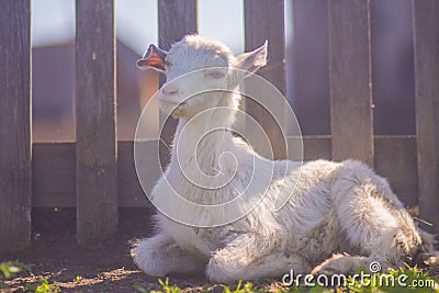 goat. little goat Stock Photo