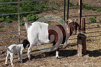 Goat with a little goat, suckling goat drinking milk Stock Photo