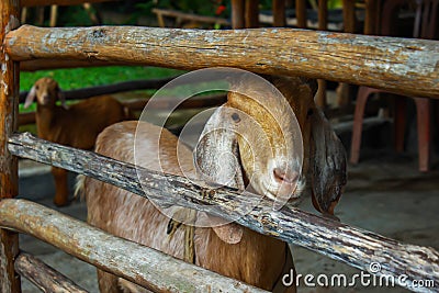 Two Goats Look at the Camera. Goats in the Barn at an Eco Farm Stock Photo