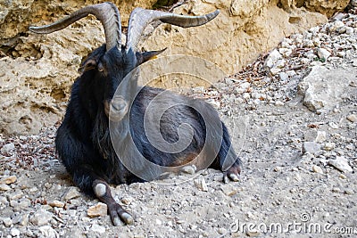 Goat lying on the ground watching Stock Photo