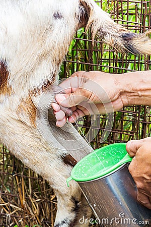 Goat milking Stock Photo