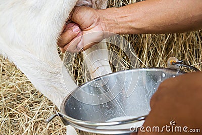 Goat milking Stock Photo
