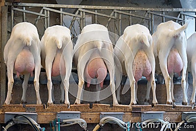 Goat milking facilities in a farm, livestock Stock Photo