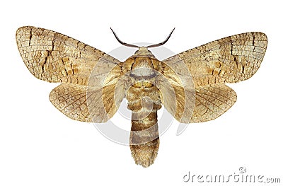 Goat moth (Cossus cossus) Stock Photo