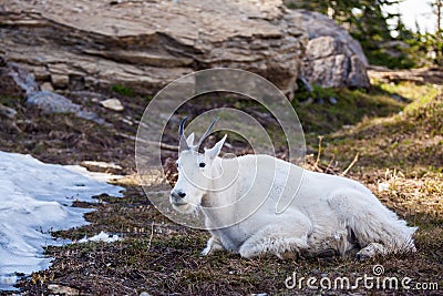 Goat mountain in nature Stock Photo