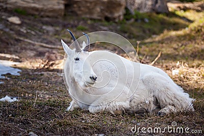 Goat mountain in nature Stock Photo