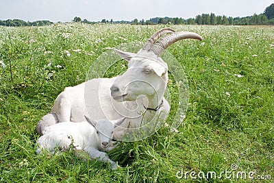 Goat with a newborn kid. Stock Photo