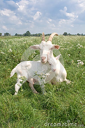 Goat with a newborn kid. Stock Photo