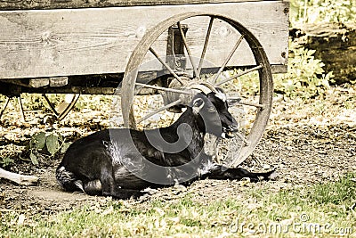 A Goat Lying By an Old Wagon Near A Walking Trail Stock Photo