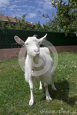 Goat portrait Stock Photo