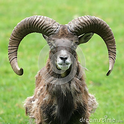 Goat portrait Stock Photo