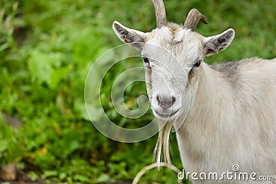 Goat portrait Stock Photo