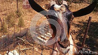 Goat portrait Stock Photo