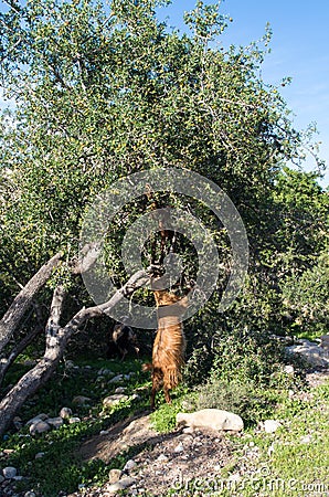 Goat reaching into a tree trying to get up, vertical Stock Photo