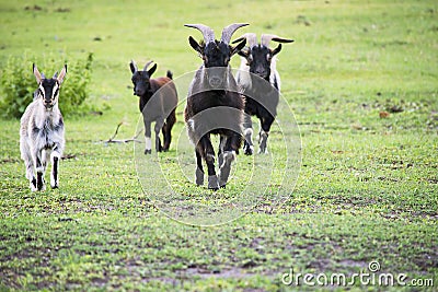 goat is running in the summer Stock Photo