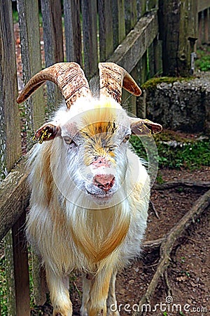 Goat in the Saanen Valley Stock Photo