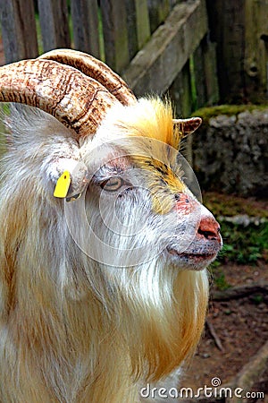 Goat in the Saanen Valley Stock Photo