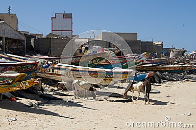 Goat in the shadow of a boat Editorial Stock Photo