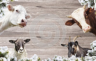 Goat and a sheep and cows Stock Photo