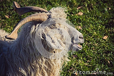 Goat, sheep or ewe Stock Photo
